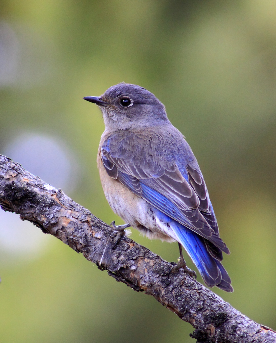 Western Bluebird