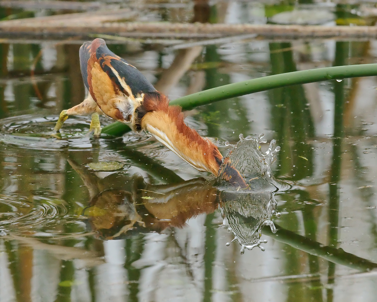 Least Bittern w REPOST