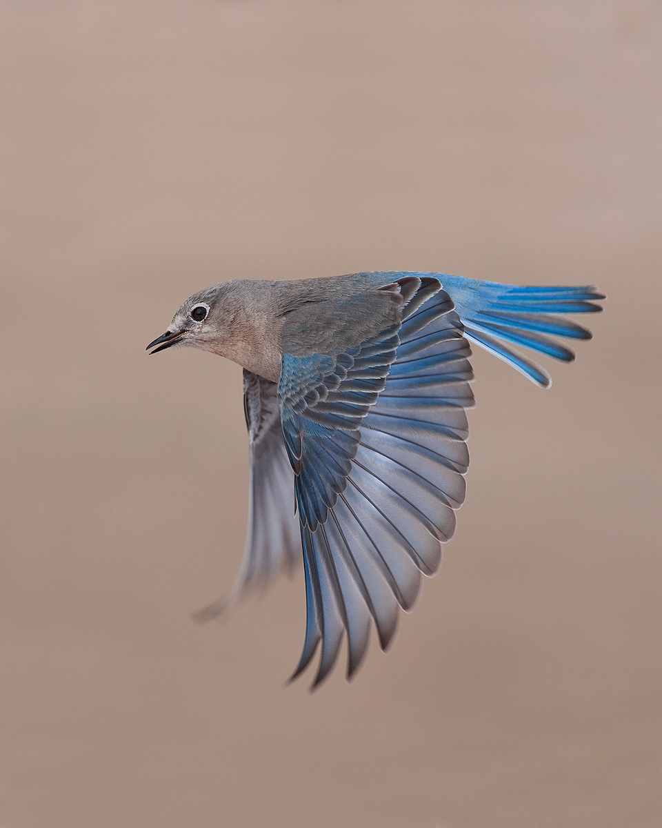 Mountain Bluebird female