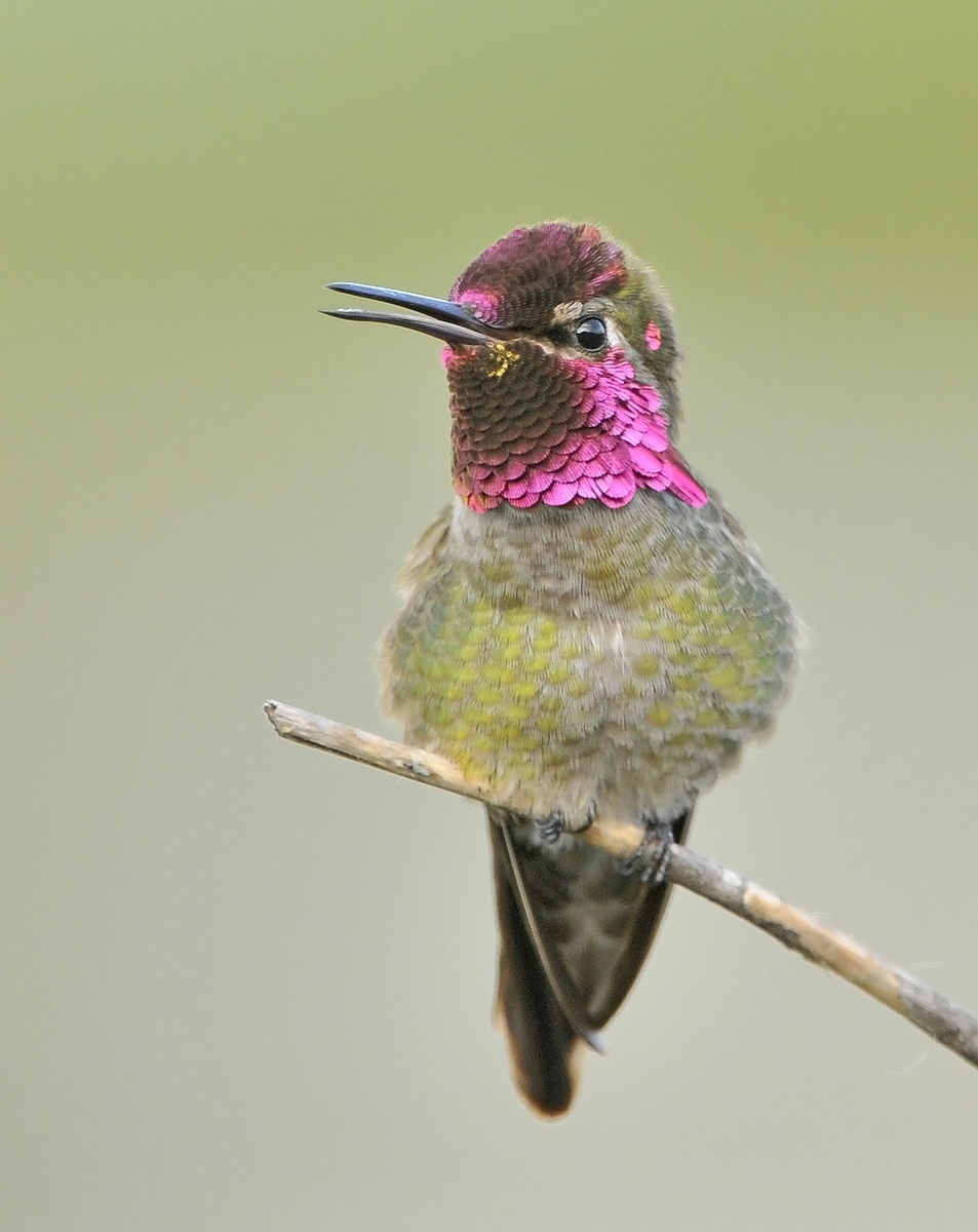 Anna's Hummingbird