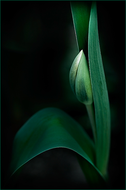 tulip-stalking the sun
