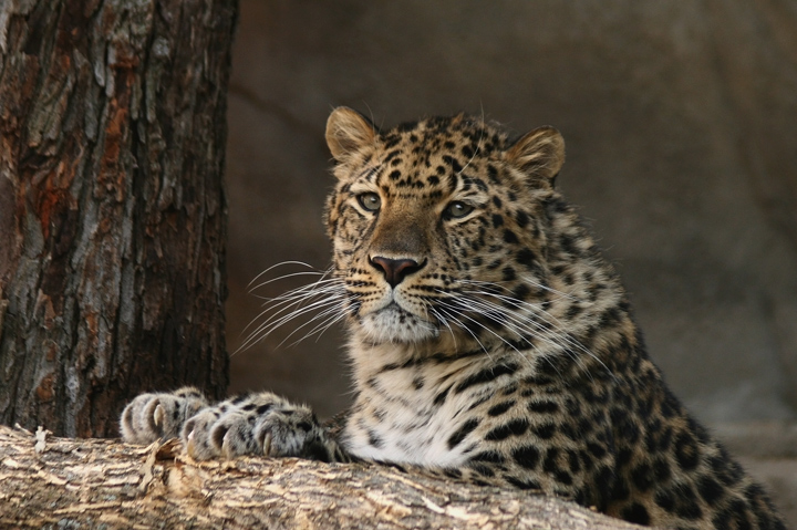 Boris, one of a few
