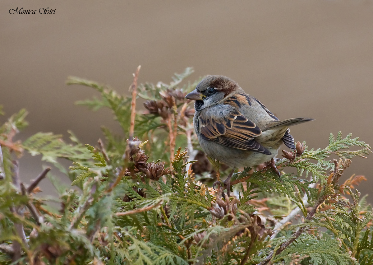 House Sparrow