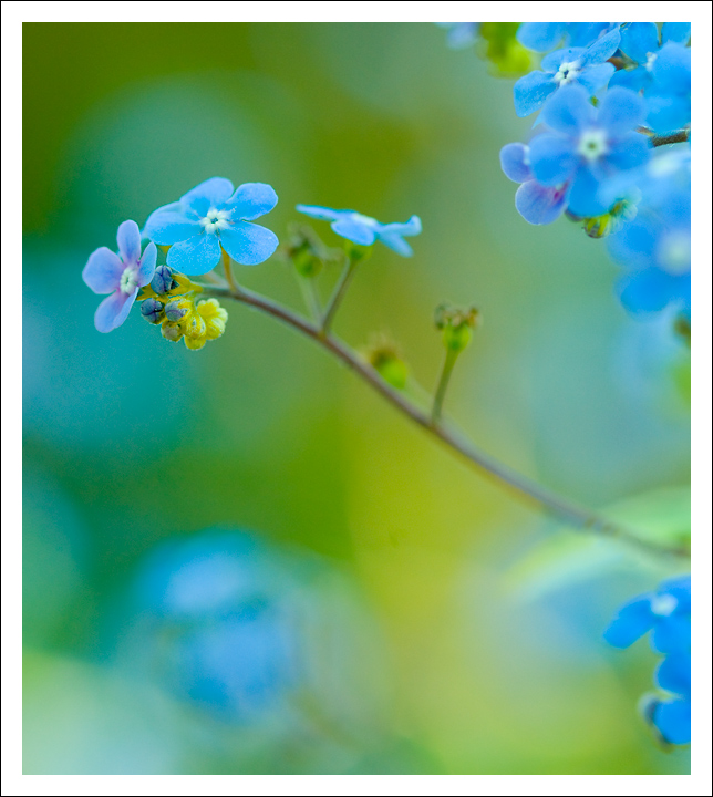 Forget-Me-Nots