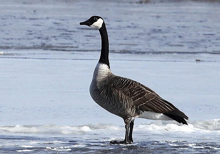 Canada  Goose