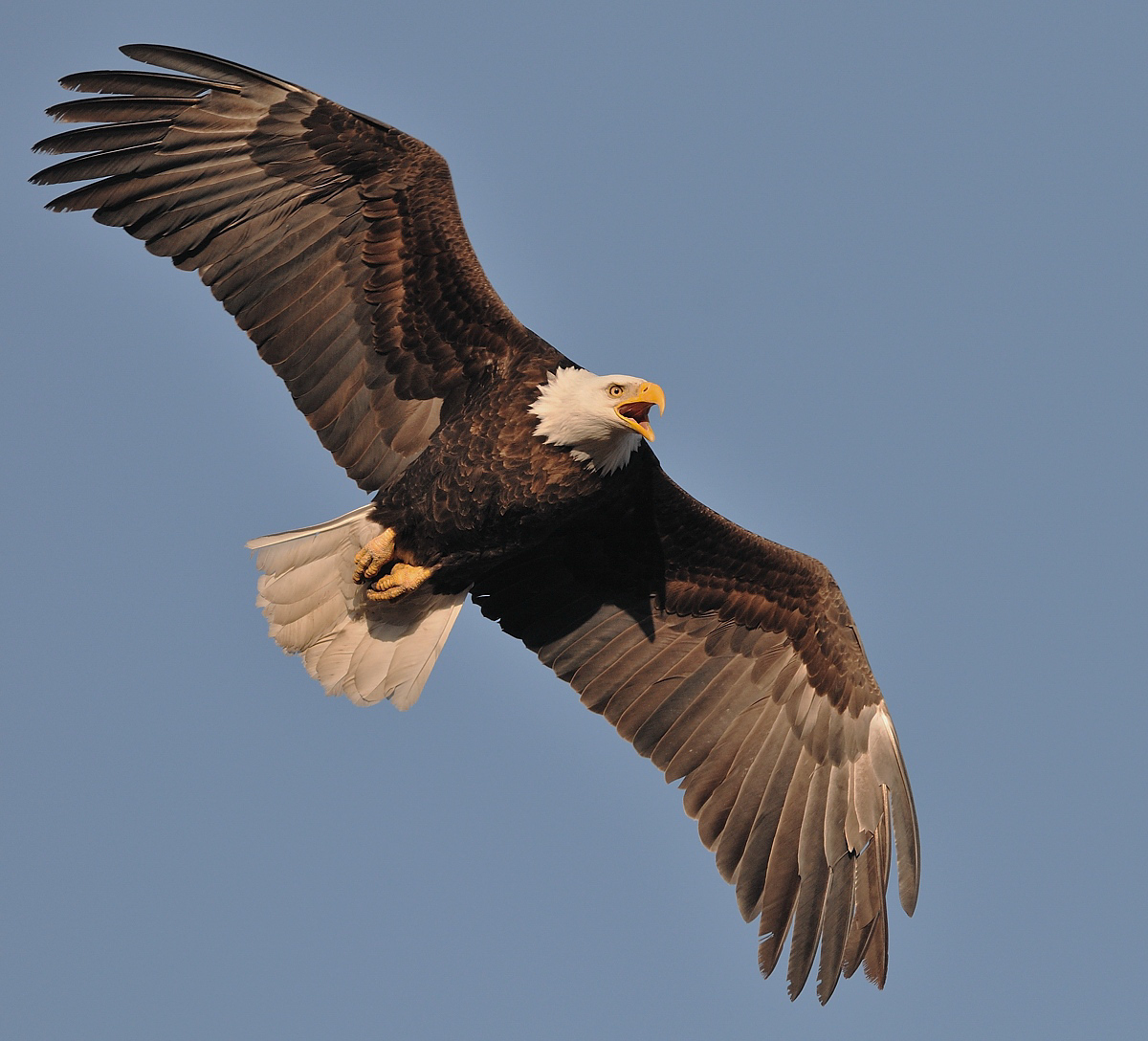 Bald Eagle 
