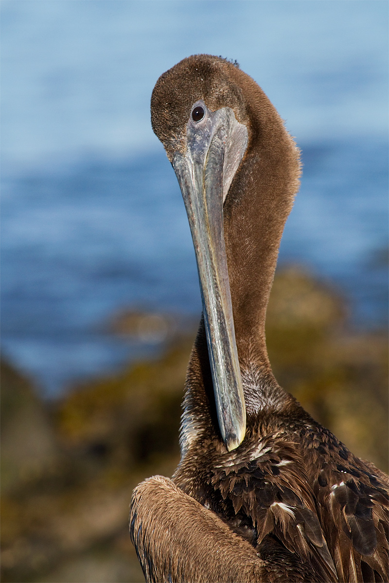 Preening Pelican