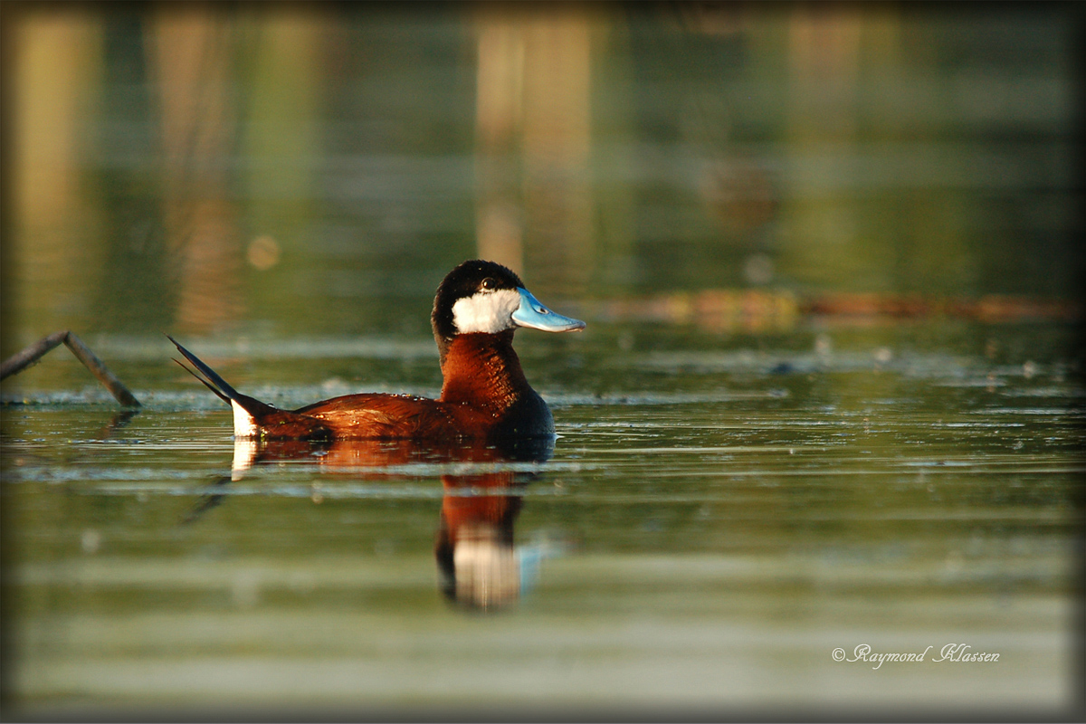 Ruddy Duck
