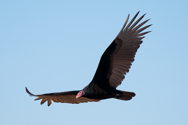 Turkey Vultue