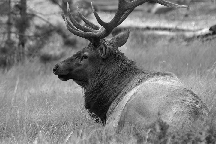 B&W Bull