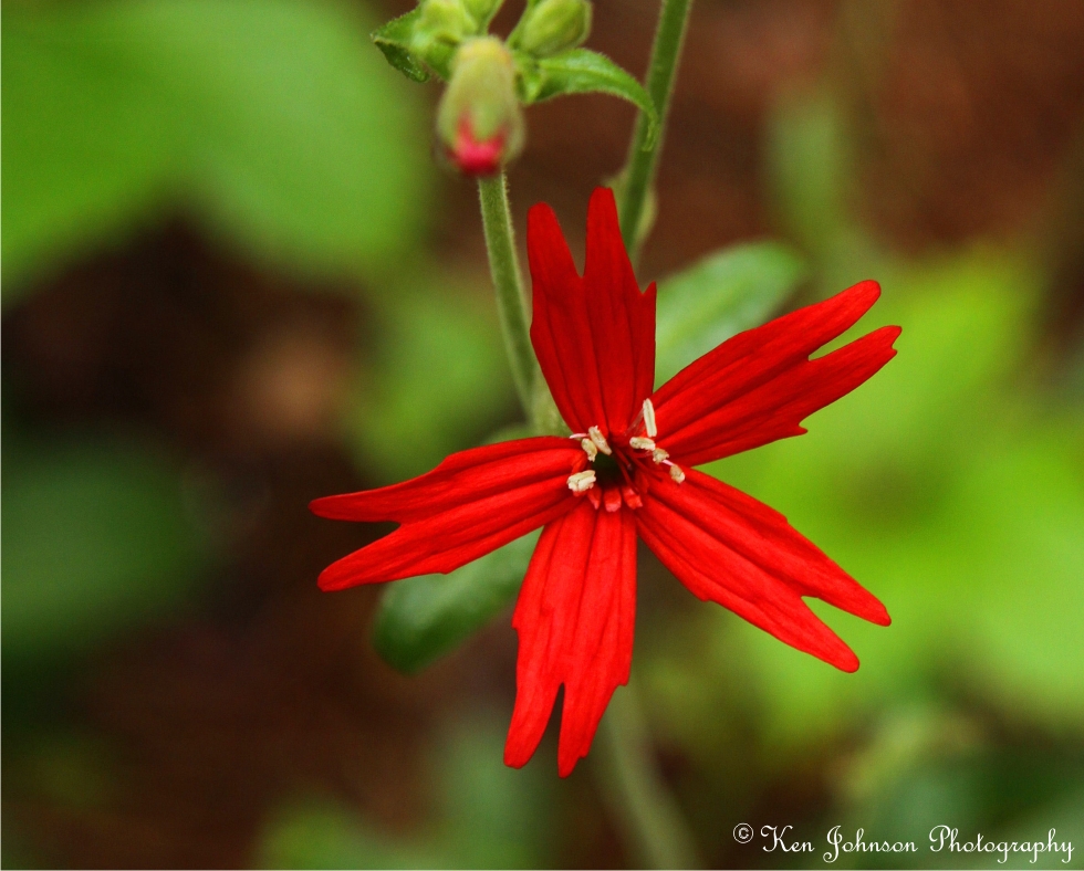Fire Pink Flower