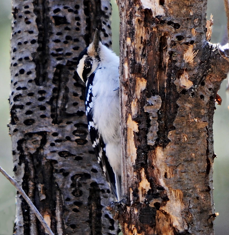 Hairy Woodpecker