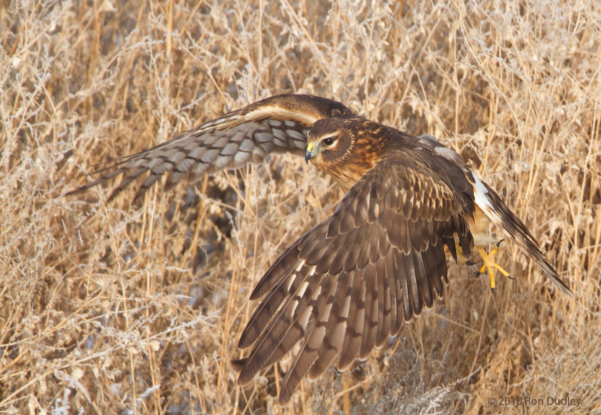 Northern Harrier