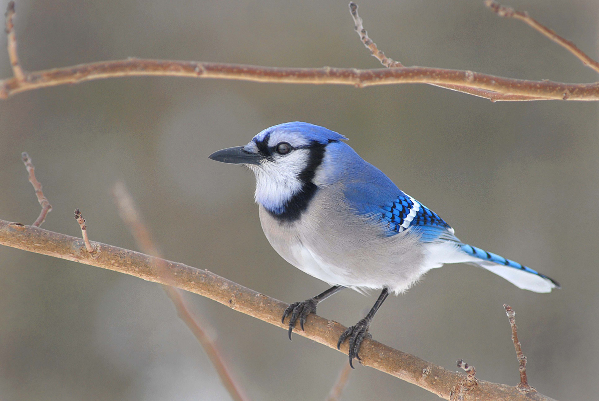 Texas bluejay
