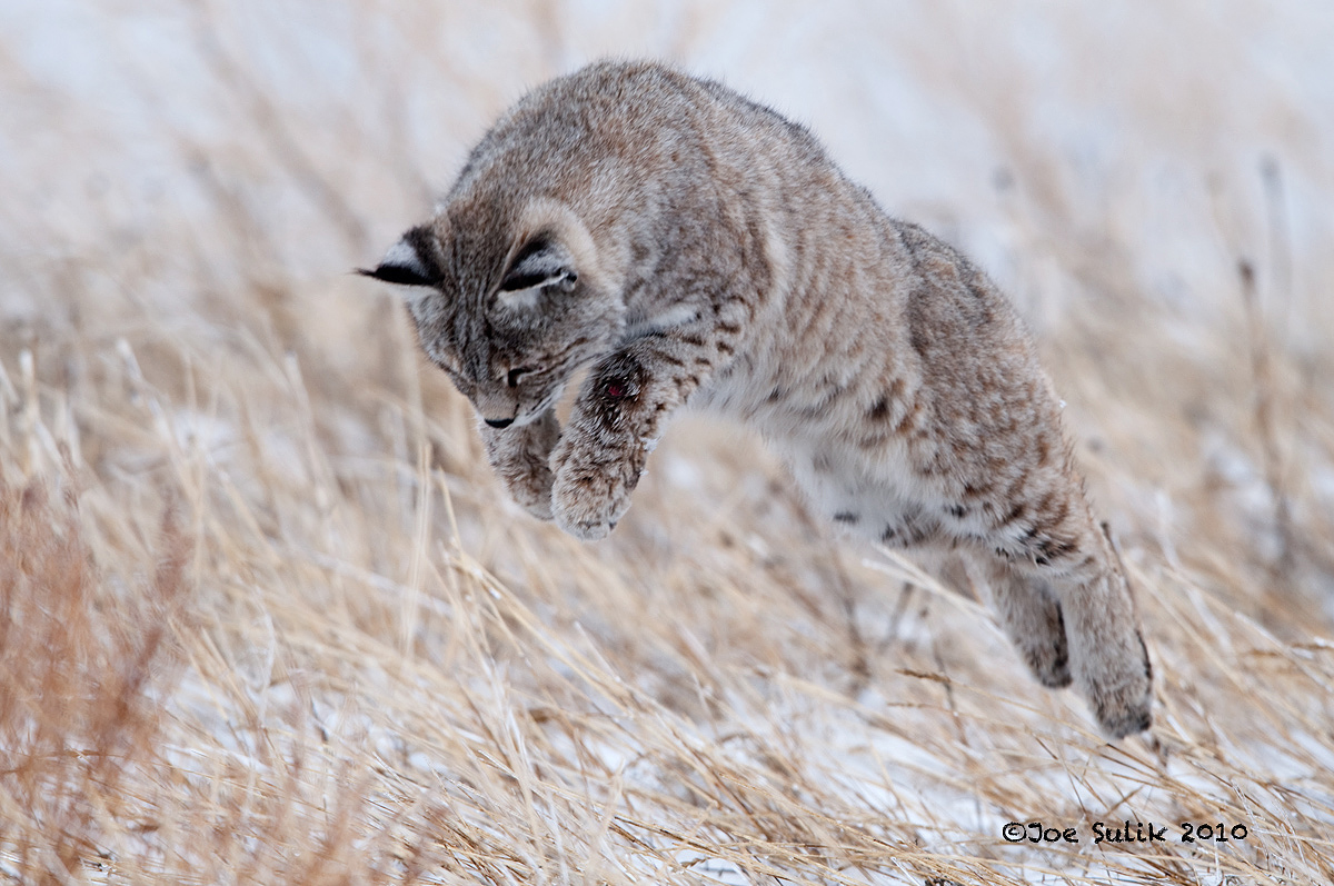 The Pounce (Final)
