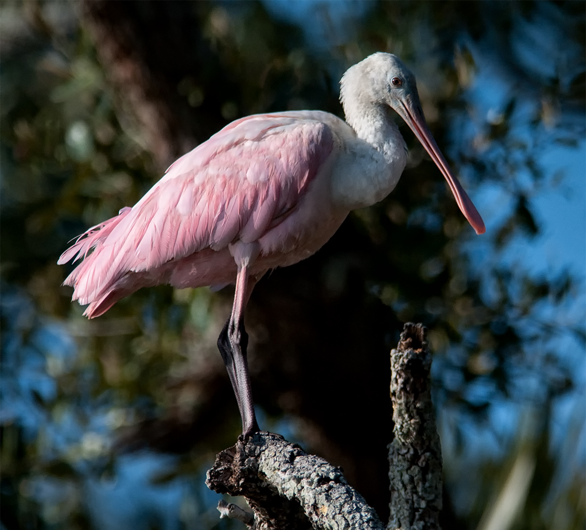 Roseate Spoonbill