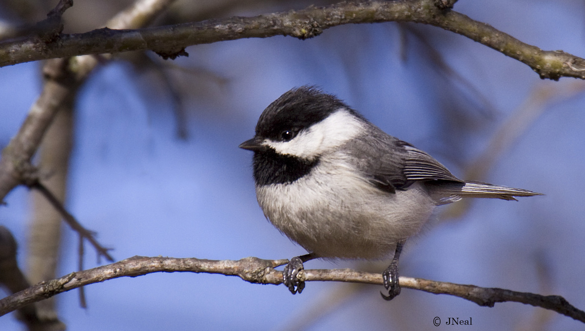 Chickadee