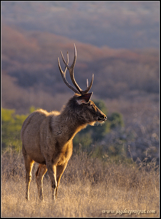 Sambar Stag