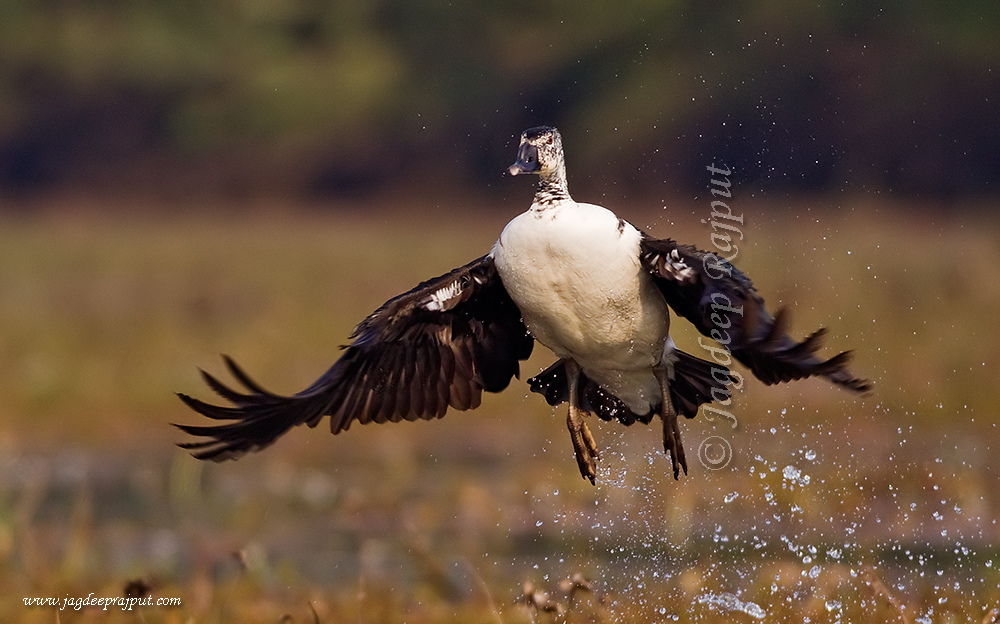 Combduck taking off