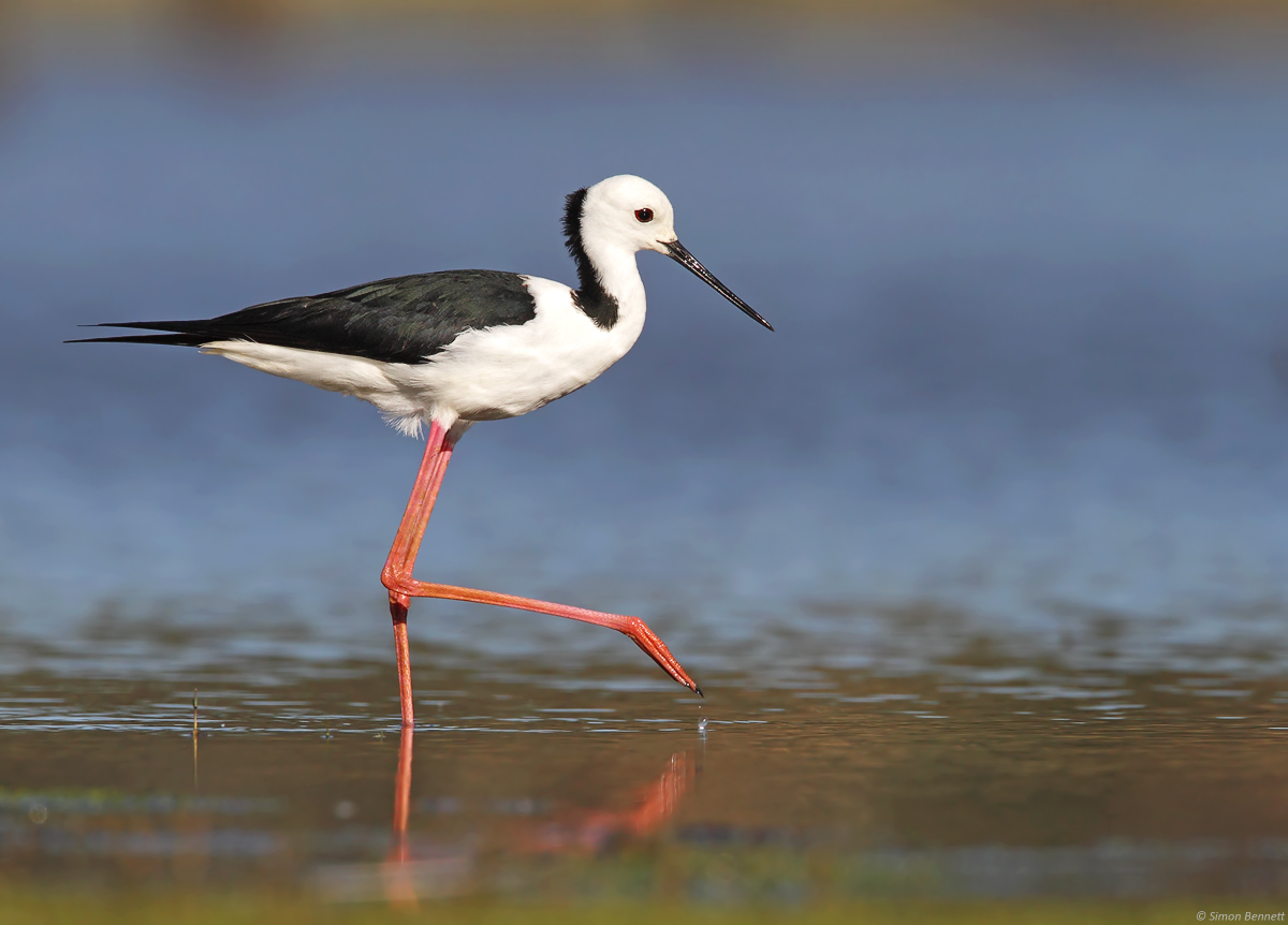 Black-winged Stilt
