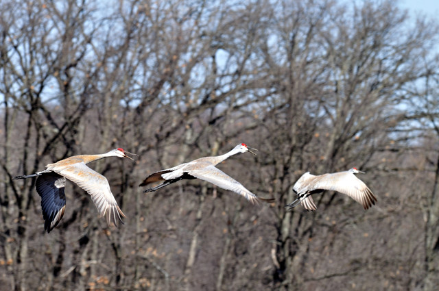 Sandhill Takeoff