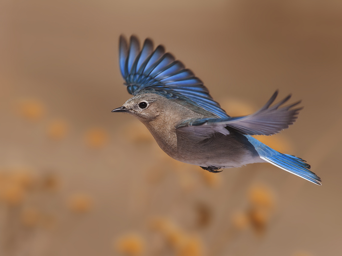 Mtn Bluebird female 2