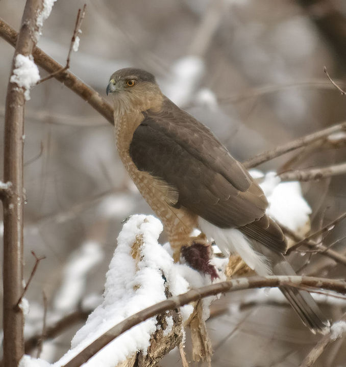 Male Cooper's Hawk