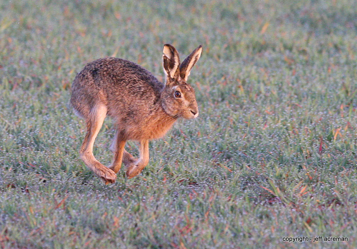 brown hare at full speed