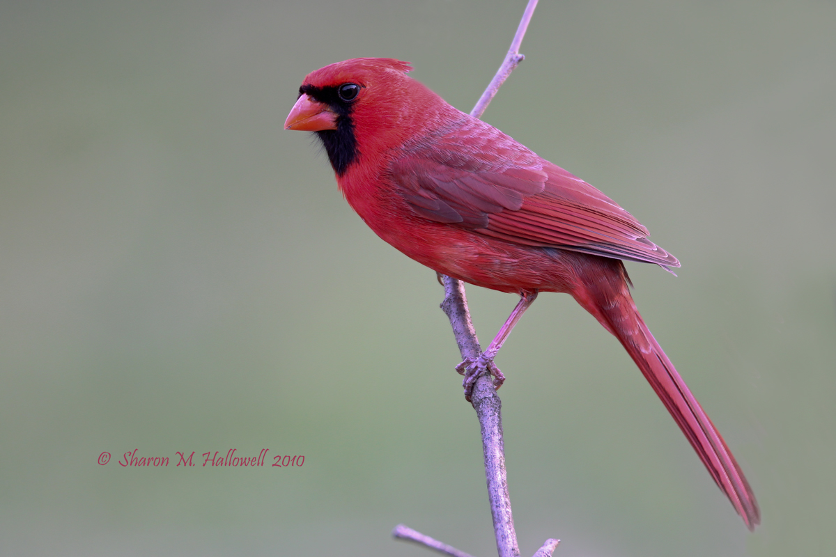 Cardinal