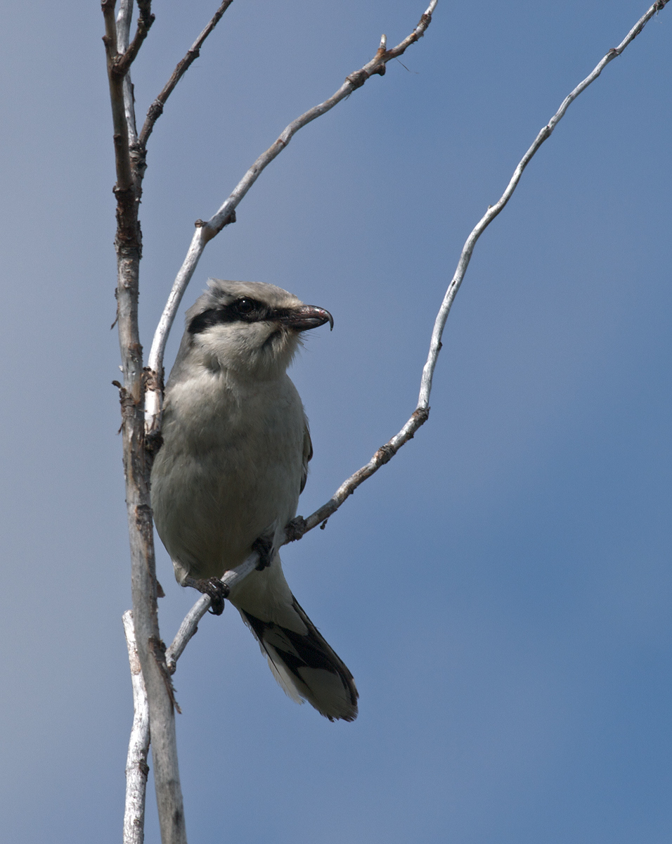 Northern Shrike
