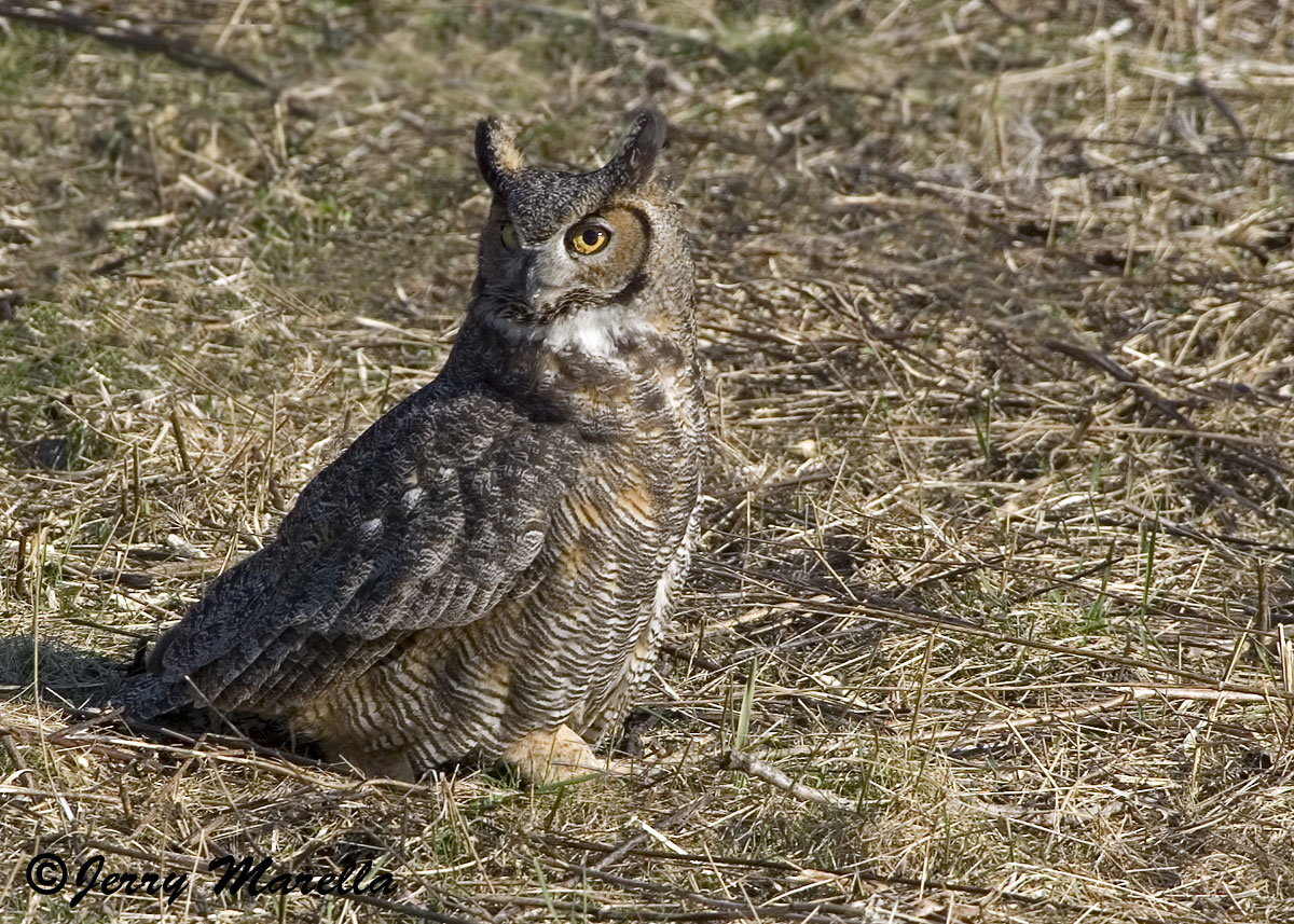 Great Horned Owl