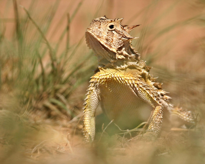Texas Horned Lizard