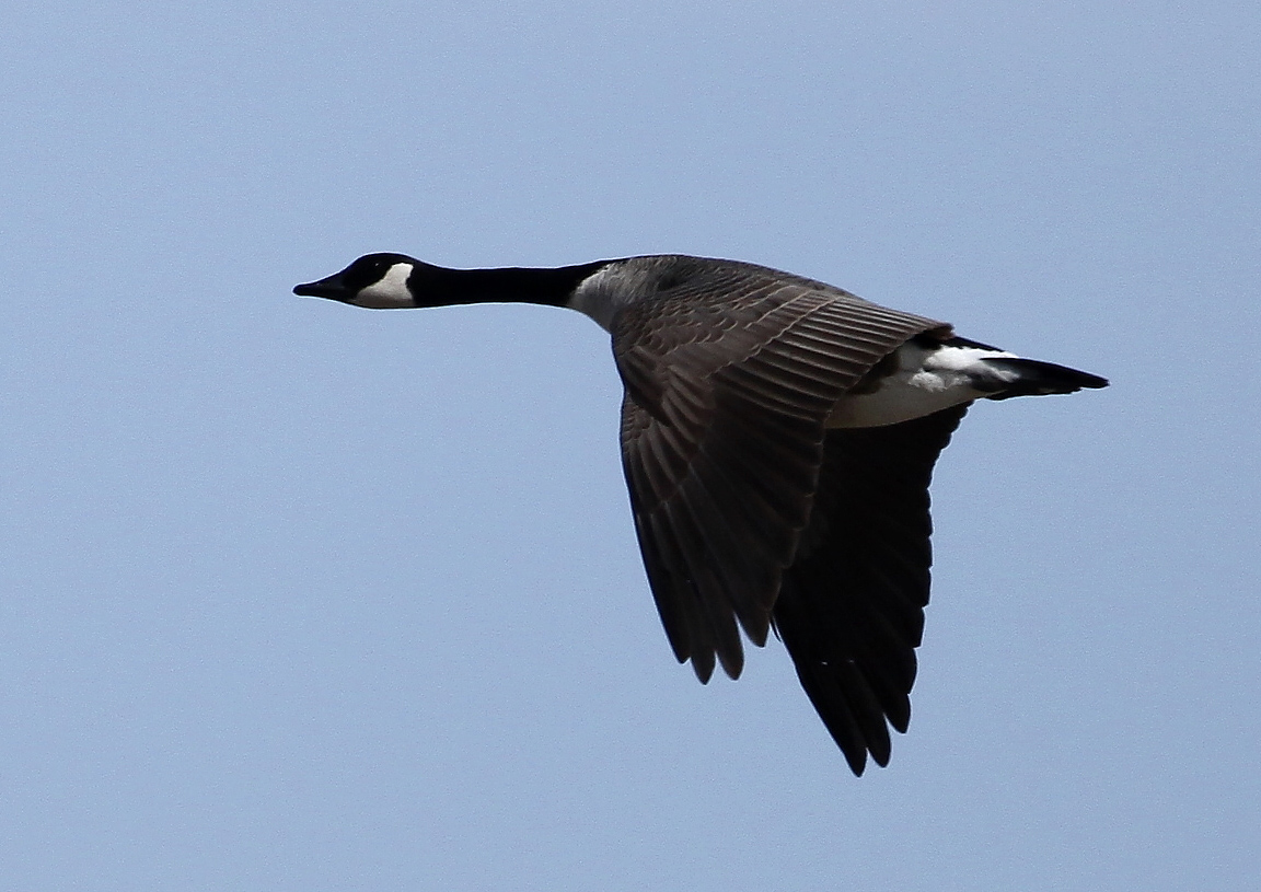 Canada in flight