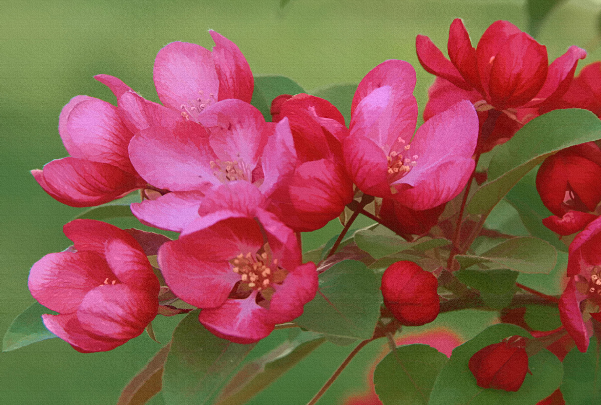 Flowers on CrabappleTree