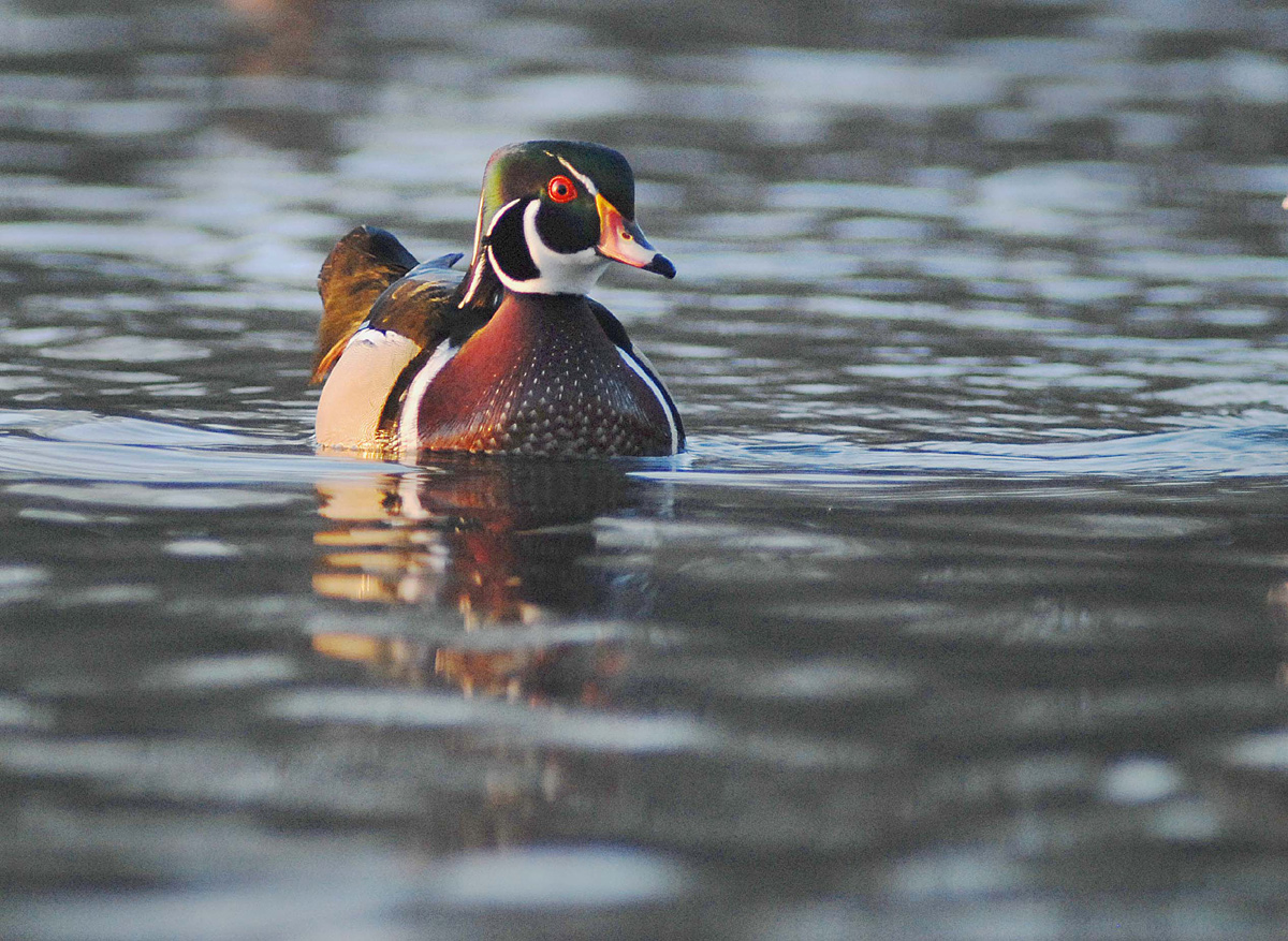 Wood duck drake