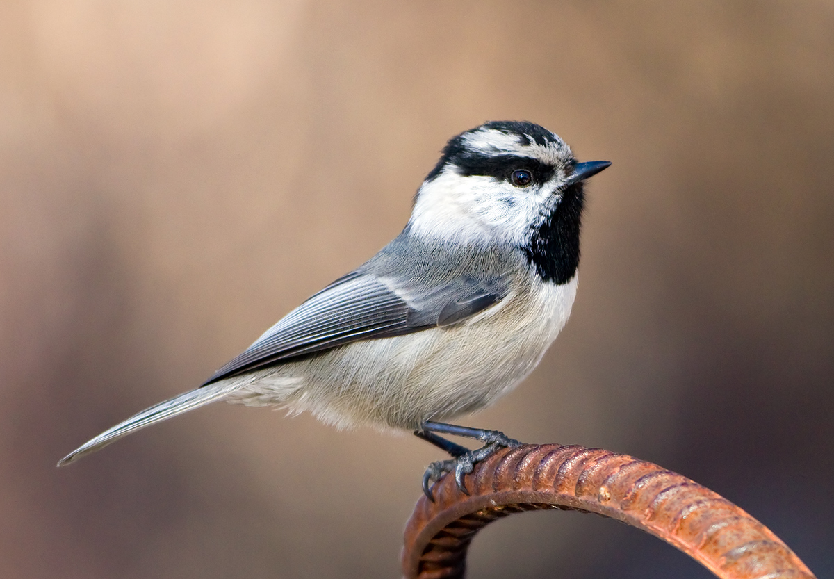 Mountain Chickadee