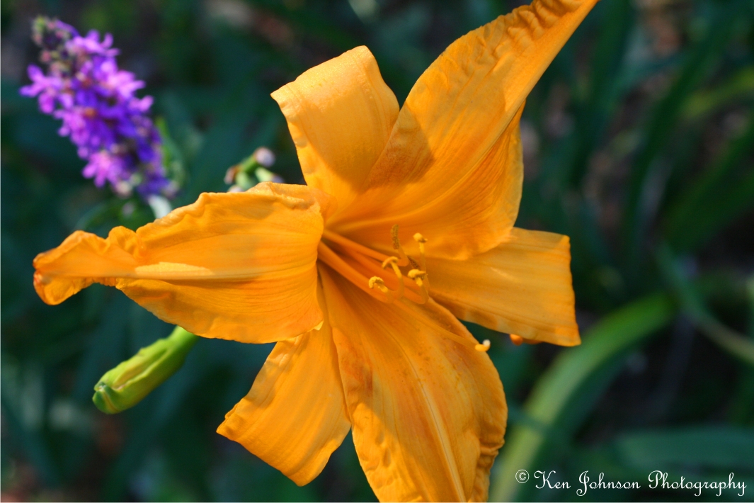Sunlit Yellow