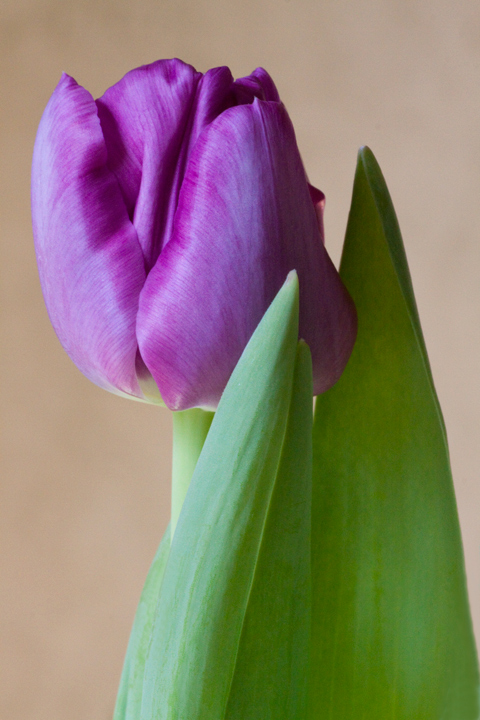 Purple Tulip