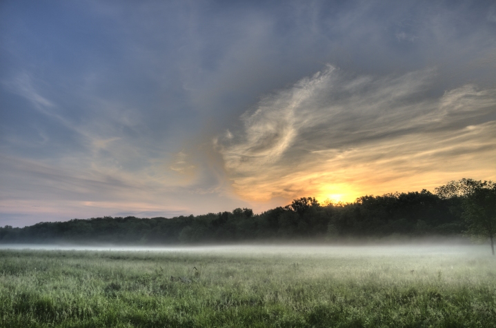 Foggy Field