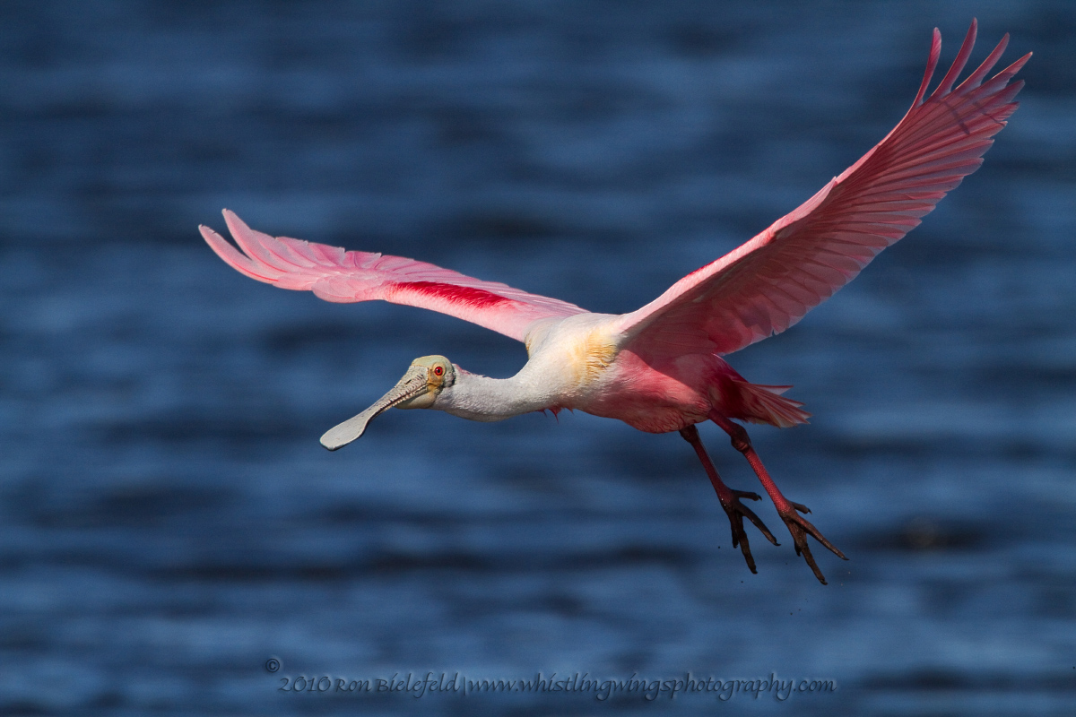 Spoonie flight