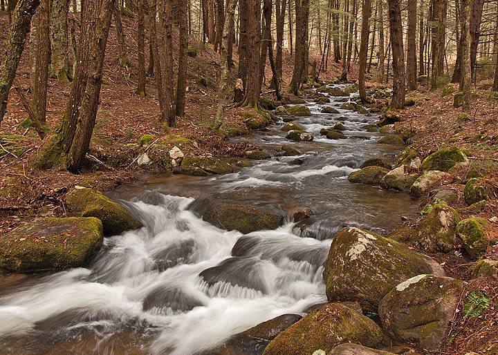 Adirondack Stream