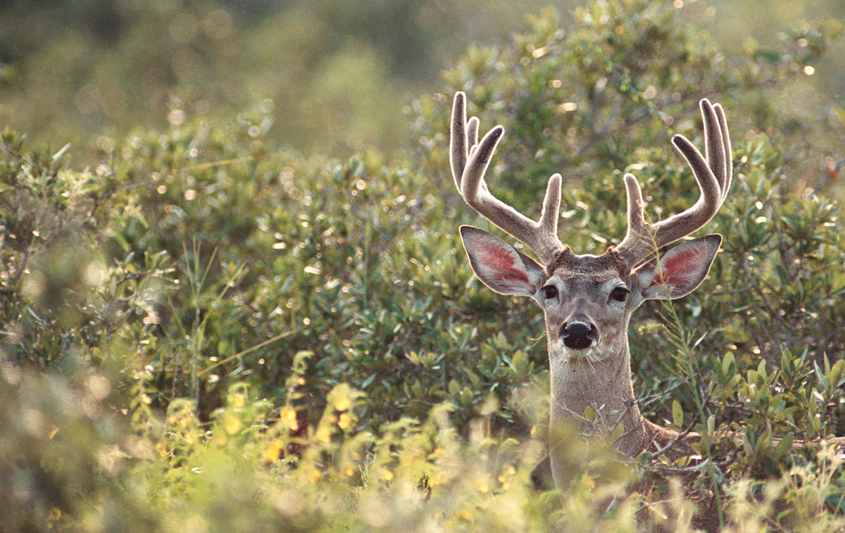 South Texas white-tail