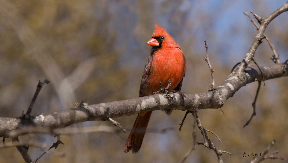 Texas Cardinal