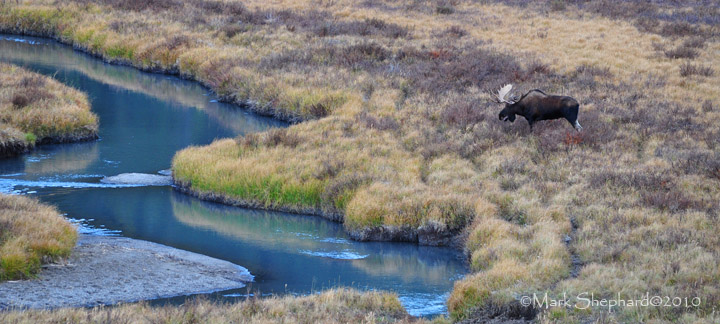 Moose in Meadow