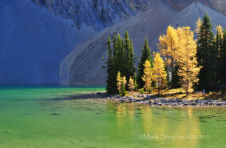 Golden Larch