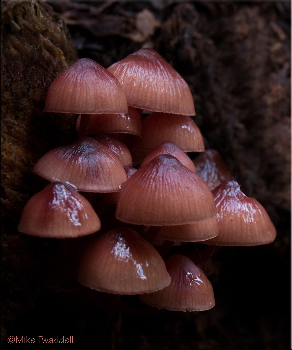 Toadstools