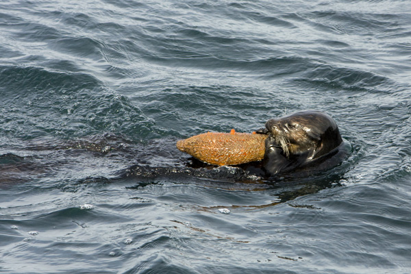 Sea otter vs cucumber
