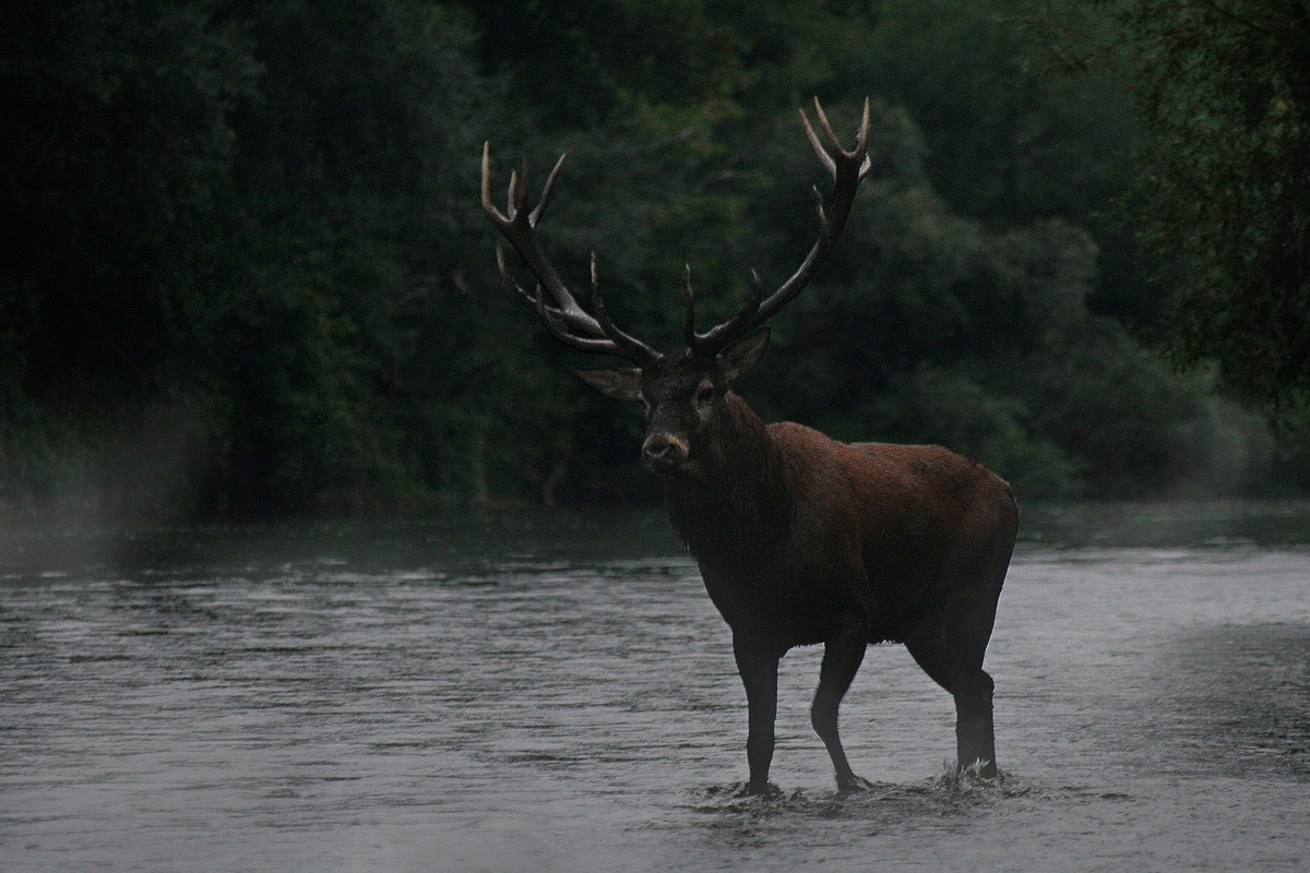 WC#424 Evening bull