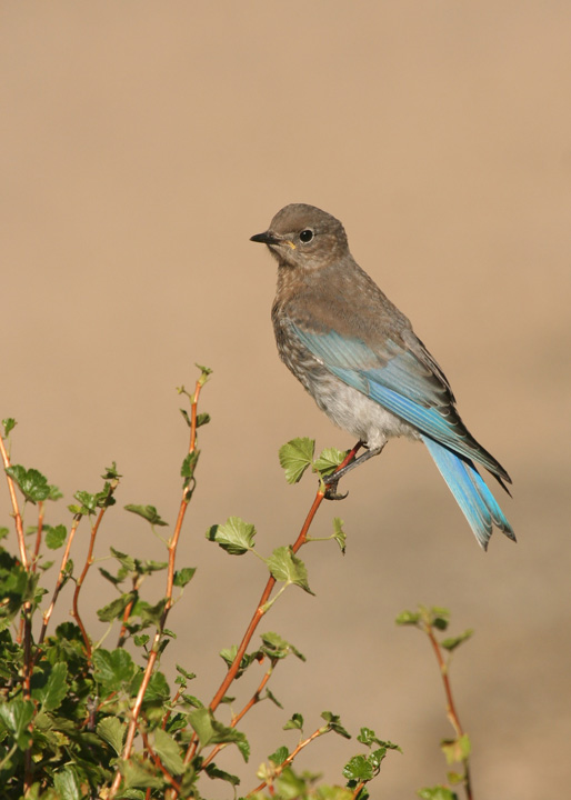 Mountain Bluebird