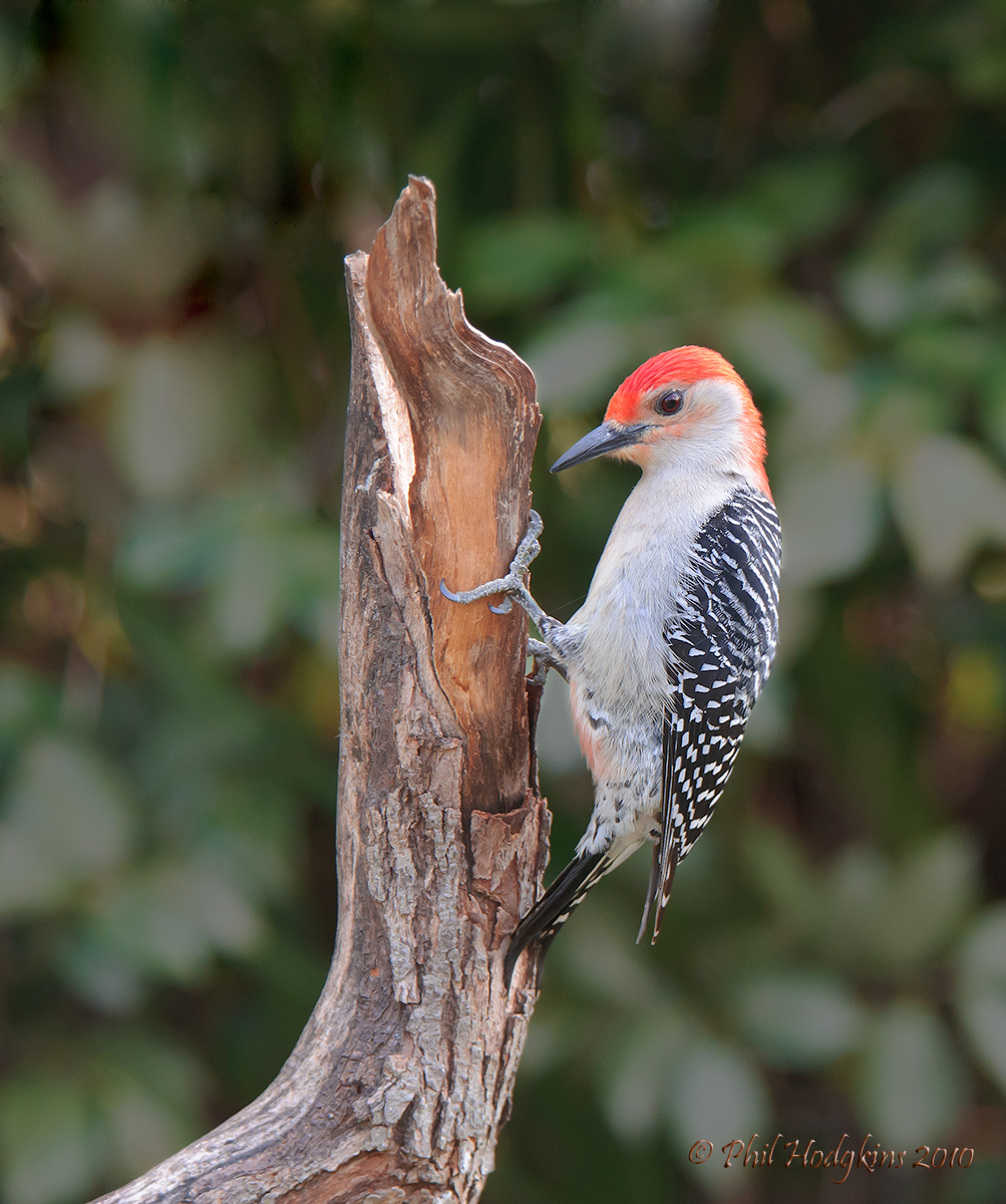 Red Bellied Woodpecker  + RP